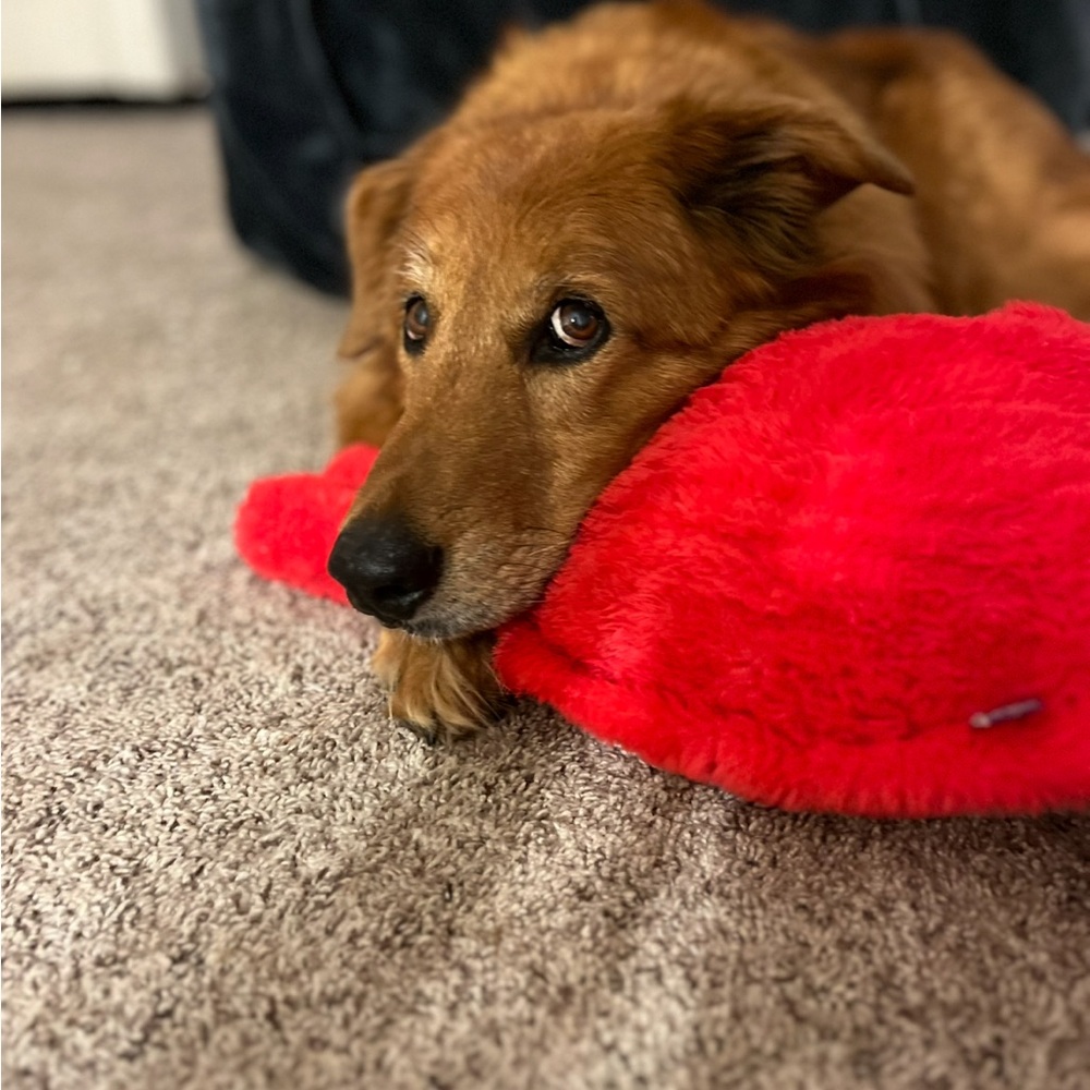 Meet your Posher, Lindsey